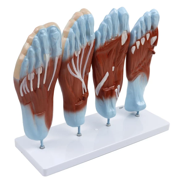 AYAK MODELİ - Resim 2