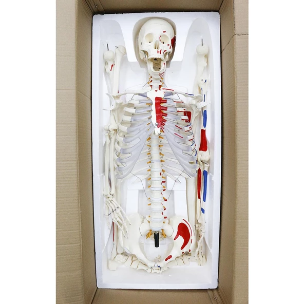 İNSAN İSKELET MODELİ 160 CM - Resim 5
