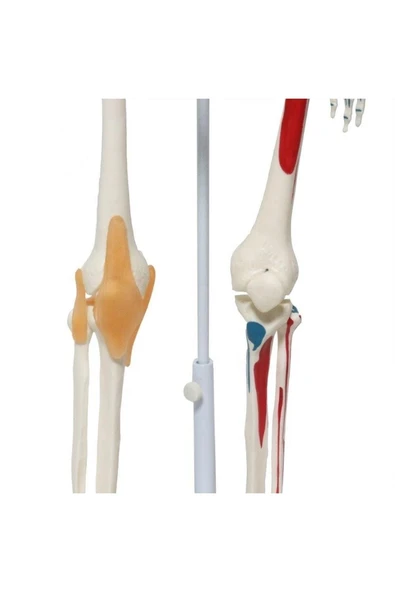 Medikaltec Iskelet Maketi 85 Cm - Resim 3