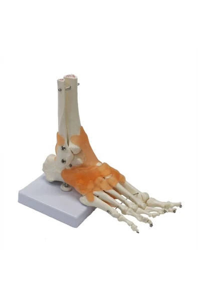 Medikaltec Omurga Ayak Maketi Model 29 - Resim 4