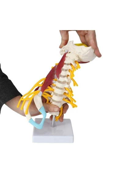 Medikaltec Omurga Boyun Kas Maketi Model 22 - Resim 2