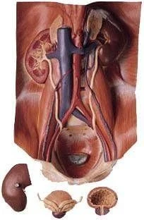 Medikaltec LKLS 3 Üriner Organ Modeli ürün görseli 1
