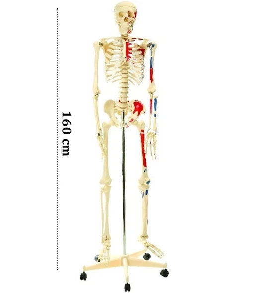 Medikaltec İskelet Modeli 160 CM ürün görseli 1