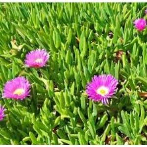 Saksılı Kaz Ayağı Çiçeği Fidanı 10-20 Cm ürün görseli 1
