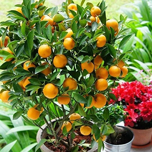 ÇOK VERİMLİ 3 YAŞ TÜPLÜ FUKUSHİ (Mandalina) KAMKAT YAŞ 3 BOY 120-150 CM ürün görseli 1