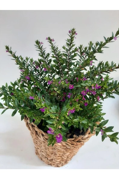 Küfeya Çiçeği Fidanı Mor 10-20 cm ürün görseli 1