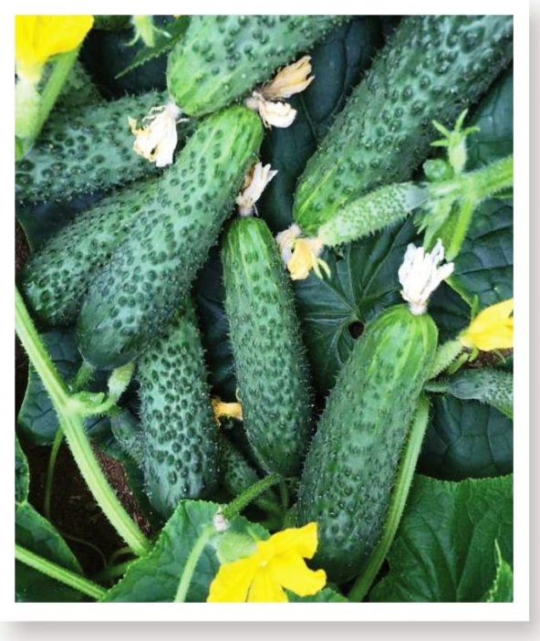 MİTOFARM ASİL F1 HYBRİT KORNİŞON HIYAR TOHUMU 100 ADET ürün görseli 1
