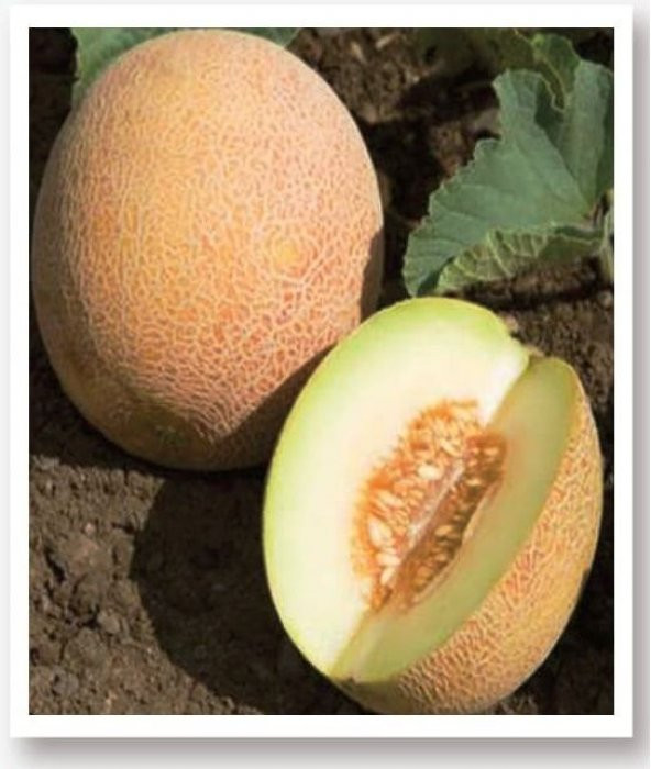 ATA TOHUMU YERLİ KAVUN TOHUMU ANANAS 100 ADET TOHUM ürün görseli 1