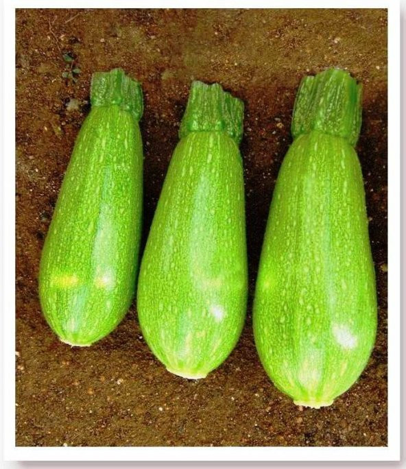 ATA TOHUMU YERLİ TOPAK DOLMA KABAK 20 ADET TOHUM ürün görseli 1