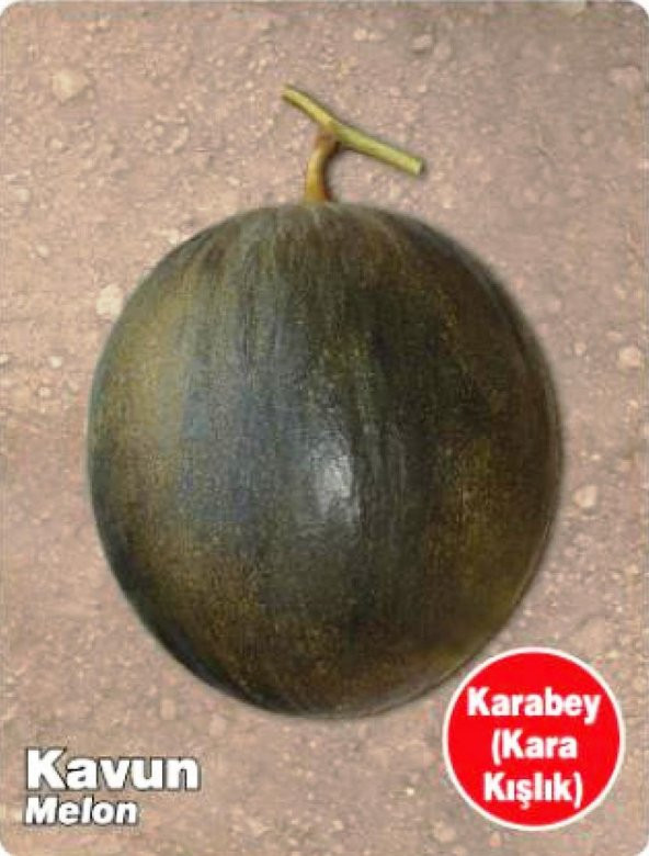 ATA TOHUMU YERLİ KAVUN KARABEY 100 ADET TOHUM ürün görseli 1
