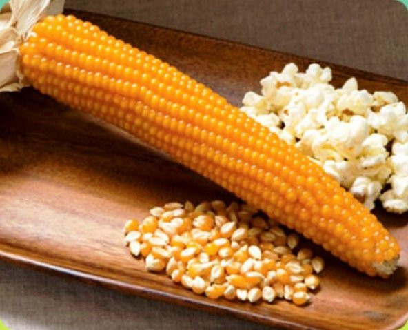 PATLAK MISIR POPCORN CİN MISIR TOHUMU 50 ADET TOHUM ürün görseli 1
