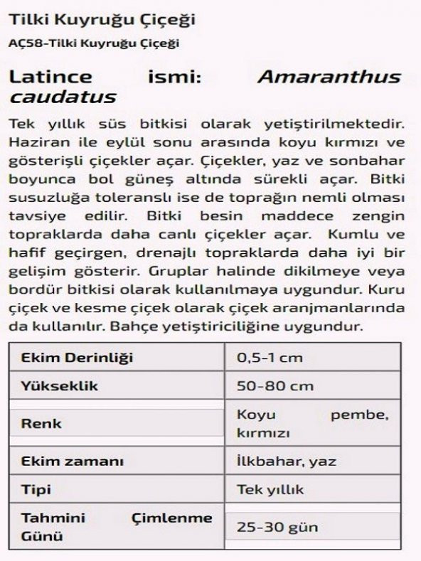 Tilki Kuyruğu Çiçeği Tohumu - Resim 2