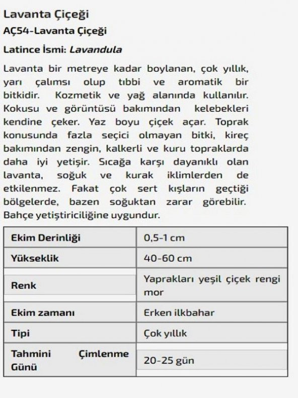 Lavanta Çiçeği Tohumu - Resim 2