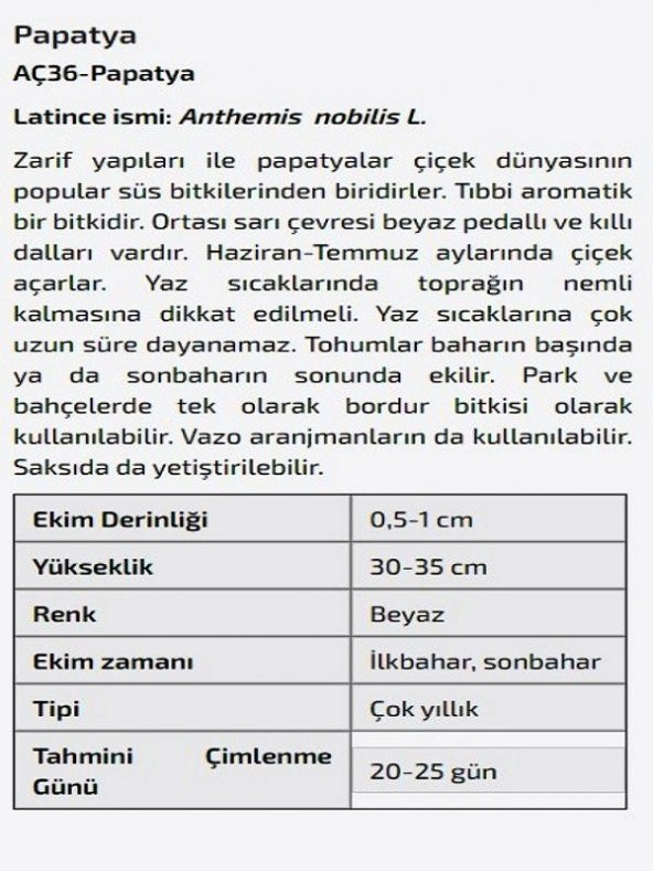 Papatya Çiçeği Tohumu - Resim 2