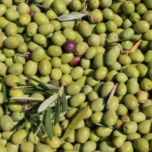 Tüplü Yemelik ve Yağlık Tüplü Fatsa Zeytini Fidanı ürün görseli 1