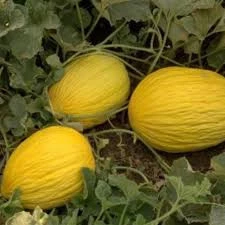 50 Adet Tohum Nadir Sarı Kışlık Bal Kavun Tohumu Sürpriz Hediye Tohumlu ürün görseli 1