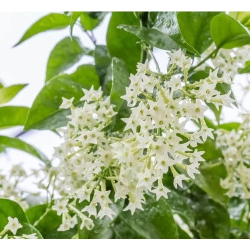 Kolonya Limon Çiçeği Melisa 20-40 cm - Resim 2
