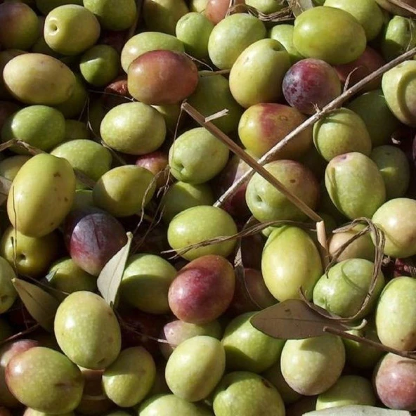 Yağlık ve Yemelik Tüplü Siirt Ayvalık Zeytini Fidanı ürün görseli 1