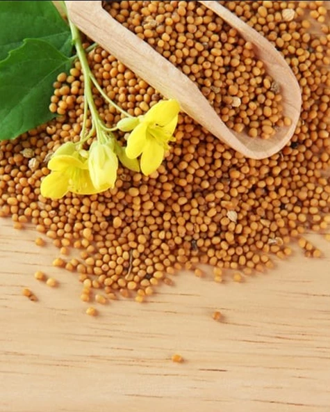 Sarı Hardal Tohumu Tane Doğal Sarı 300 Gr Paket Yeni Mahsül ürün görseli 1