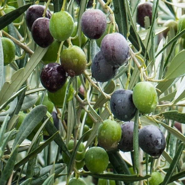 Her İklime Uygun Yağlık ve Yemelik Tüplü Bursa Zeytinasi Zeytini Fidanı ürün görseli 1