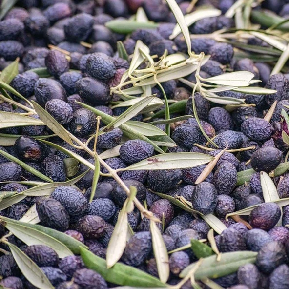 Tüplü Sofralık ve Sıkımlık Antakya Sele Zeytini Fidanı ürün görseli 1
