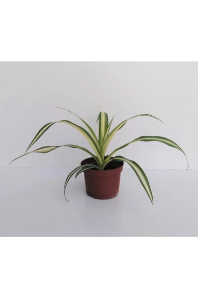 Kurdele Çiçeği 1 Adet Chlorophytum Kurdela Çiçeği ürün görseli 1