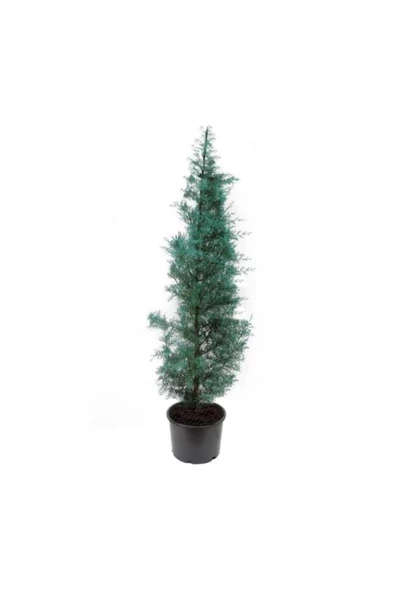 Cypress Sapling Mavi Servi Selvi Blue 50-100 Cm ürün görseli 1