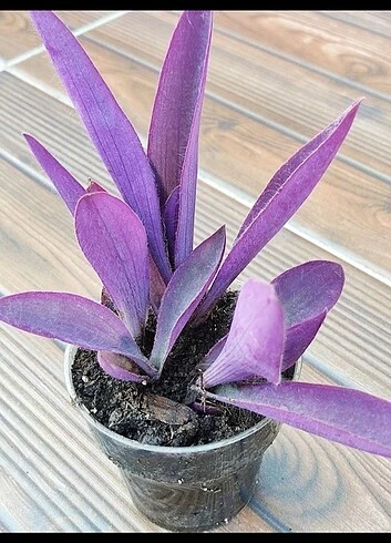 Tradescantia Purple Passion Telgraf Çiçeği Mor Fidanı 10-20 Cm ürün görseli 1