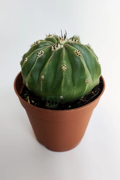 Melocactus Maxonii Inermis şapkali özel tür koleksiyon kaktüs 5.5 ürün görseli 1