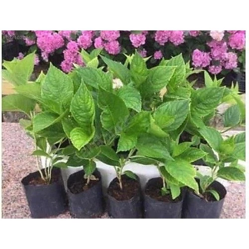 Ortanca Çiçeği Fidanı Karışık Renk 10-20 cm ürün görseli 1