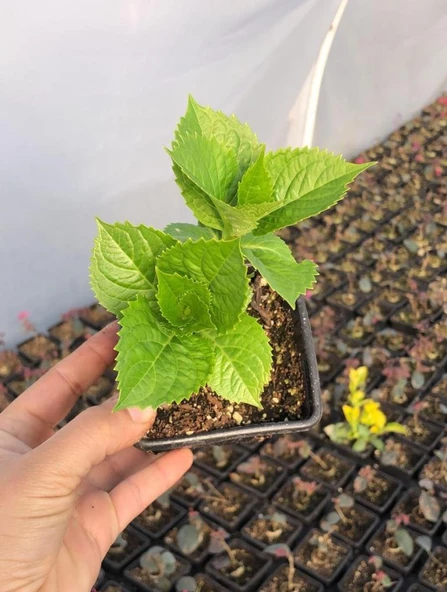 Pembe Ortanca Fidanı 10-20 cm Hydrangea macrophylla - Resim 4