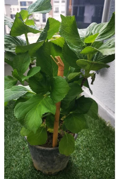 Fuşya Canlı Çiçek Ortanca Pembe Hydrangea Macrophylla 10-20 cm - Resim 3