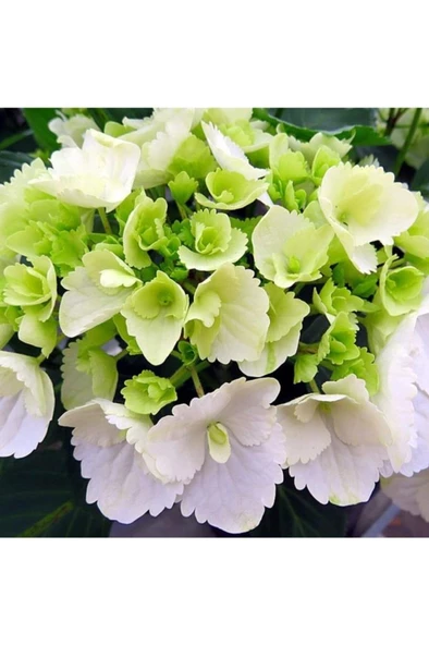 Beyaz Ortanca Fidanı Hydrangea Mocnophylla 10-20 cm ürün görseli 1