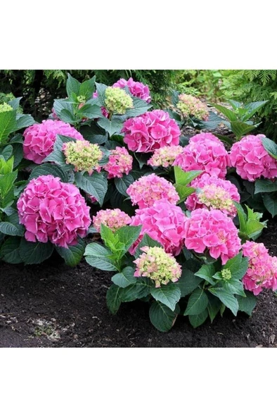 Pembe Ortanca Fidanı 10-20 cm Hydrangea macrophylla ürün görseli 1