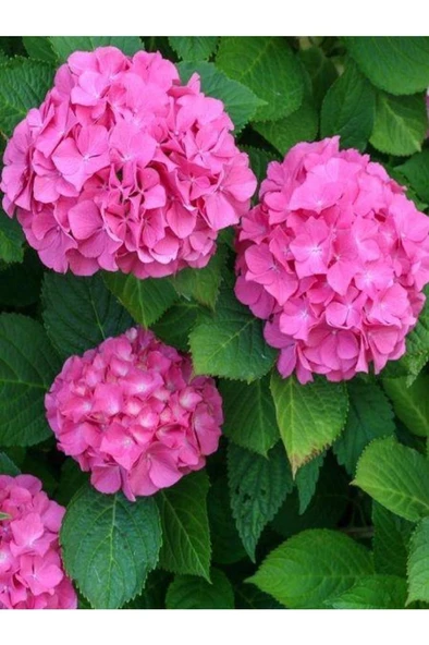Pembe Ortanca Fidanı Fidesi  Hydrangea Macrophylla 10-20 Cm ürün görseli 1