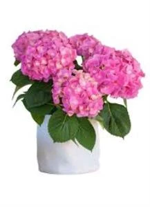 Fuşya Canlı Çiçek Ortanca Pembe Hydrangea Macrophylla 10-20 cm ürün görseli 1