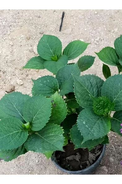 Fuşya Canlı Çiçek Ortanca Pembe Hydrangea Macrophylla 10-20 cm - Resim 4