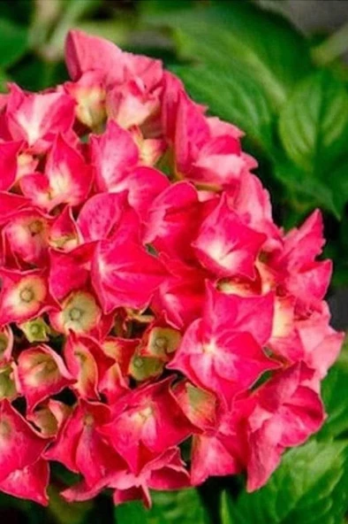 Kırmızı Ortanca Fidanı Saksılı 10-20 cm ürün görseli 1