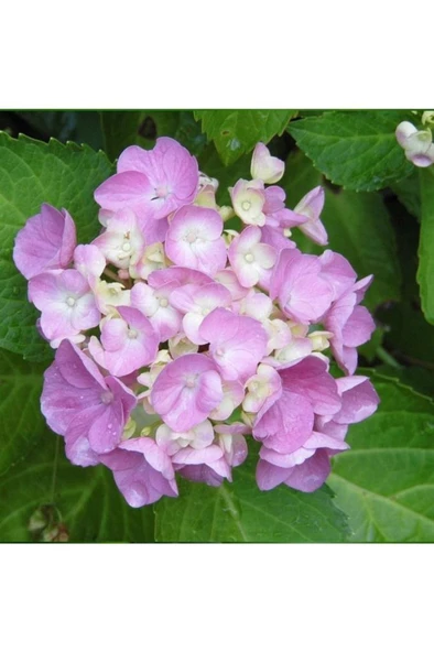 Eflatun Ortanca Fidanı Hydrangea Mocnophylla 10-20 cm ürün görseli 1