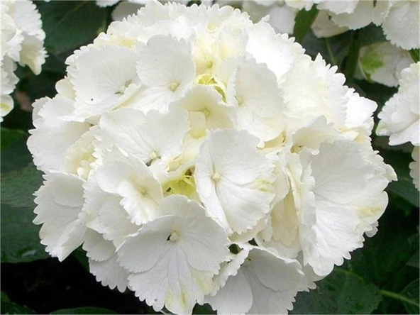 Beyaz Ortanca Fidanı 10- 20 Cm Hydrangea Macrophylla - Resim 4