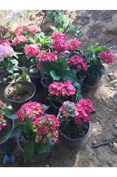 Şeker Pembe Ortanca Hydrangea Macrophylla 10-20 cm - Resim 3