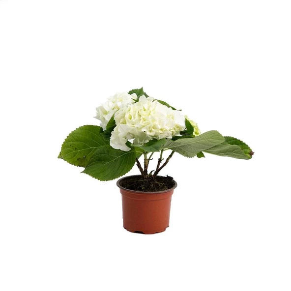 Beyaz Ortanca Hydrangea Macrophylla 10-20 cm 3 Adet ürün görseli 1