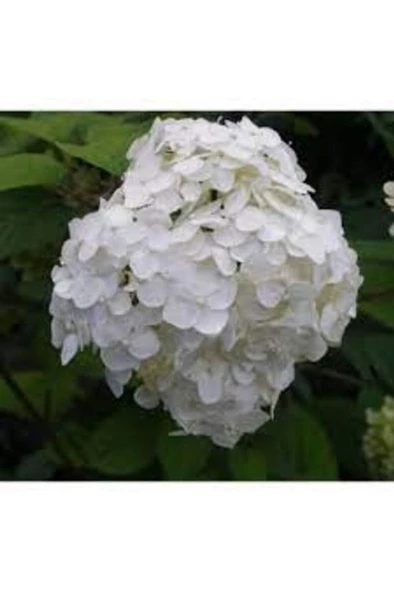 Beyaz Ortanca Fidanı Hydrangea macrophylla 10-20 cm ürün görseli 1