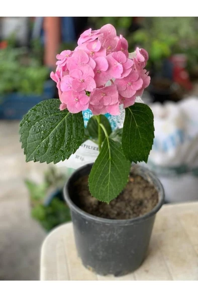 Pembe Ortanca Fidanı 10-20 cm 3 Adet ürün görseli 1