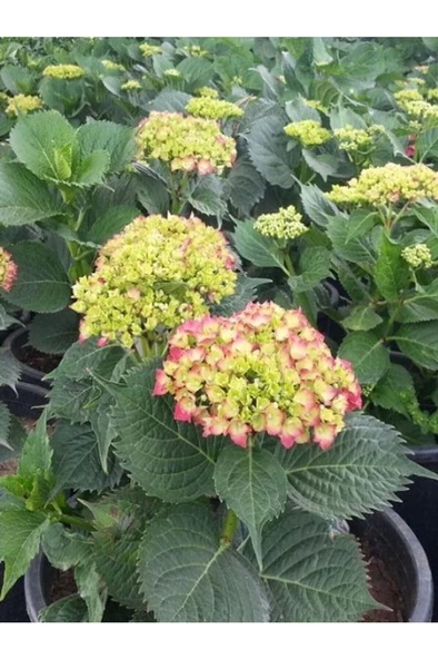 Pembe Ortanca Fidanı Hydrangea macrophylla 10-20 cm - Resim 3