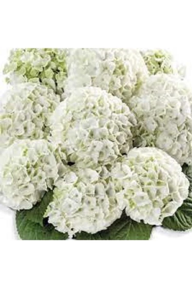 Beyaz Ortanca Hydrangea Macrophylla 10-20 cm - Resim 2