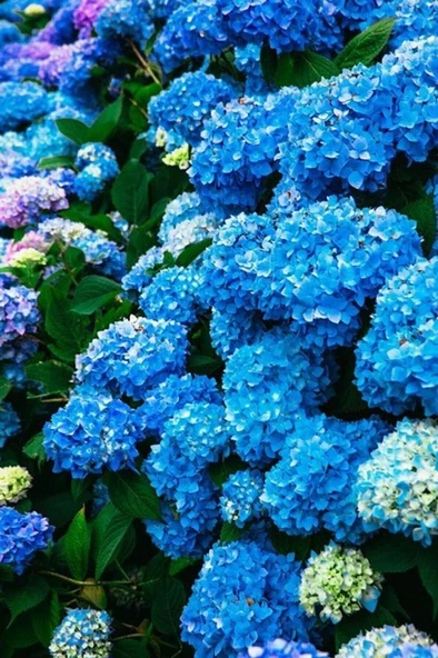Koyu Mavi Canlı Ortanca Çiçeği Fidanı Hydrangea Mocnophylla 10-20 cm ürün görseli 1