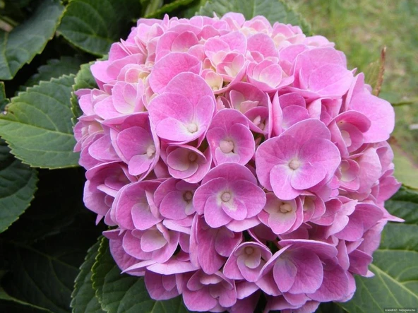 Pembe Ortanca Fidanı Hydrangea macrophylla 10-20 cm ürün görseli 1