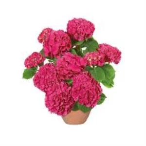 Eflatun Ortanca Çiçeği Fidanı 10-20 cm 1 Adet Saksıda ürün görseli 1