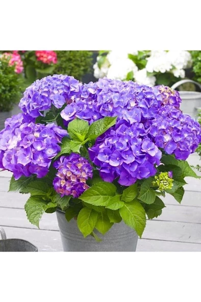 Açık Mor Ortanca Çiçeği Fidanı 10-20 cm ürün görseli 1